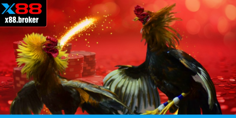 Gà Peru đá thu hút cộng đồng kê thủ 