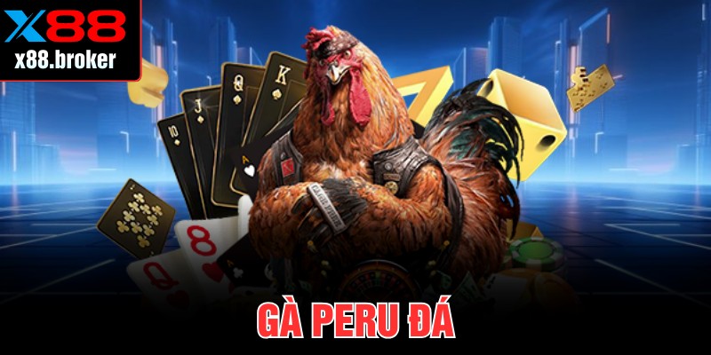 Gà Peru Đá Với Tốc Độ, Lực Chiến Vượt Trội Khi Thi Đấu