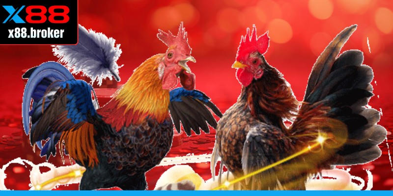 Giống gà này có lối đánh thiên về tấn công