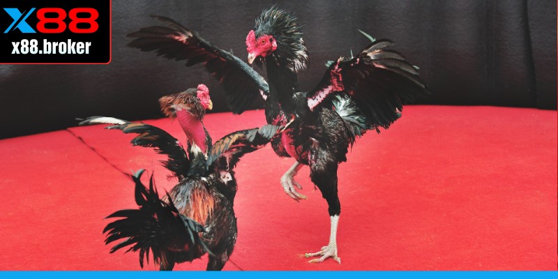 Kinh nghiệm cần trau dồi khi tham gia đá gà Peru